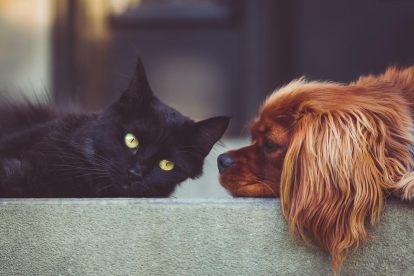 La llegada de mascotas de refugiados de Ucrania ha hecho aumentar la percepción de riesgo por la enfermedad.