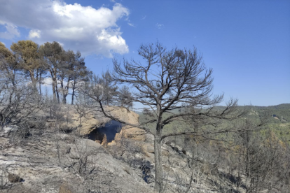Imatge de l'incendi forestal entre Juncosa i Ulldemolins.