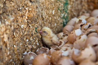 Imatge d'ous i un pollet a una línia de selecció d'una granja.
