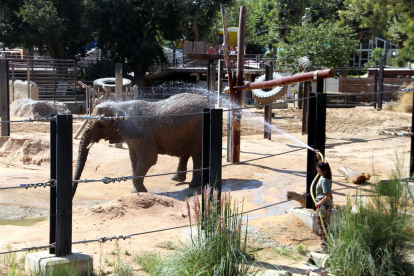 Una cuidadora ruixa amb aigua una de les elefantes del Zoo de Barcelona.