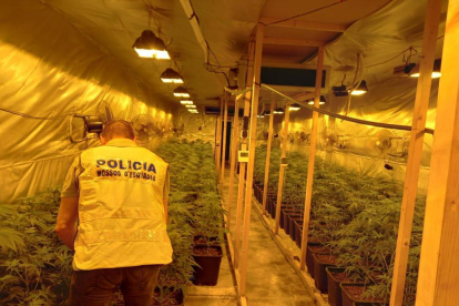 Imatge de la intervenció dels Mossos a la plantació de marihuana de la Ràpita.
