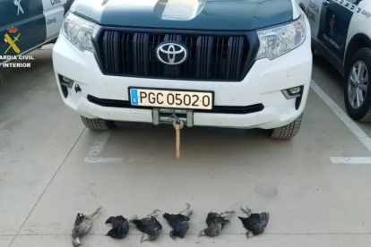 Exemplars de polla d'aigua trobats a un caçador a Deltebre davant d'un vehicle de la Guàrdia Civil.