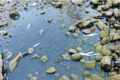 Cadáveres de varias bagres encontradas en el río Siurana.