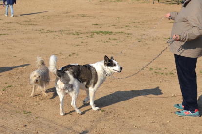 Imagen de archivo de una zona de esparcimiento|recreo de perros en Reus.