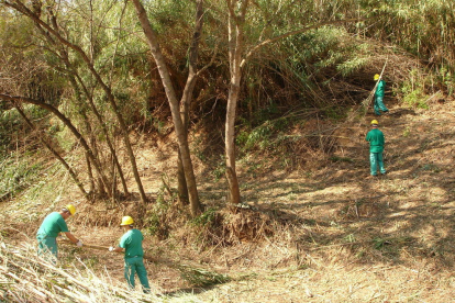 Imatge d'uns usuaris del CET de l'Associació Aurora realitzant treballs forestals.