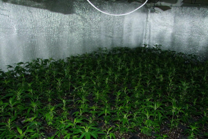 Pla detall de diverses plantes de marihuana trobades a l'interior d'un habitatge en una finca rural de Tivissa.