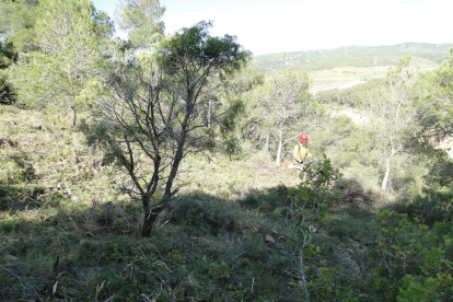 Imatge d'una franja forestal a la Bisbal del Penedès.