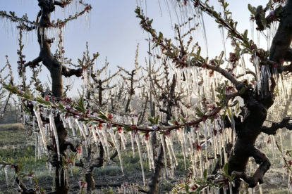 Fruiters dels Segrià amb les flors cobertes de gel.