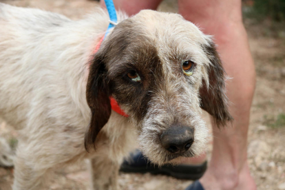 Un gos rescatat d'una finca de Banyeres del Penedès amb una infecció als ulls

Data de publicació: dimecres 19 d'octubre del 2022, 12:45

Localització: Banyeres del Penedès

Autor: Gemma Sánchez
