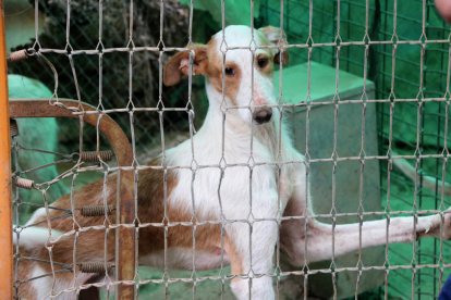 Un dels gossos rescatats d'una finca de Banyeres.