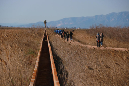 L'activitat impulsada per SEO BirdLife, PiCampall i la Plataforma en Defensa de l'Ebre ha reunit una quarentena de persones.