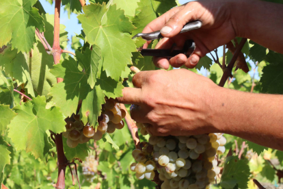 Un viticultor cull raïm d'una vinya del Mas dels Frares, del celler Costers del Priorat.