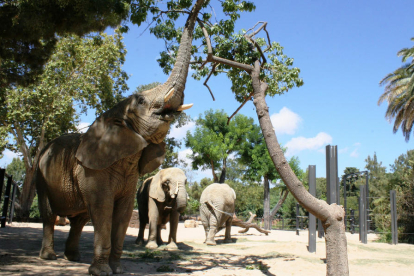 Imatge del recinte dels elefants al Zoo de Barcelona.
