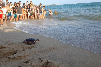 Liberación de tortugas careta en Arenys de Mar.