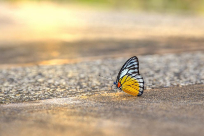 Imagen de archivo de una mariposa.