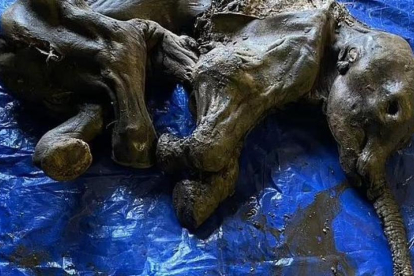 Encuentran a un bebé de mamut perfectamente conservado durante 30.000 años