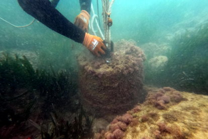 Un submarinista enganxa un bloc de formigó pròxim a una praderia de posidònia del fons marí.