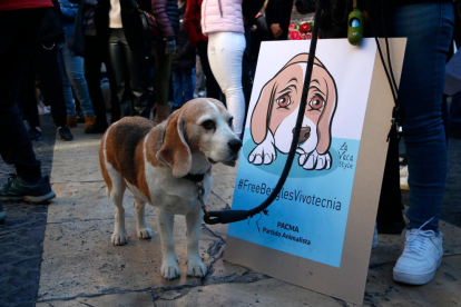 Un gos quiet a la plaça Sant Jaume al costat d'un cartell en contra de l'experiment de la UB amb Vivotecnia.