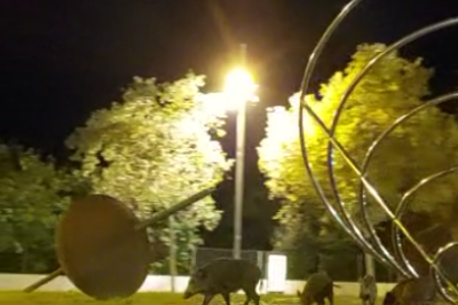 Captura del vídeo on es veuen els cinc porcs senglars.
