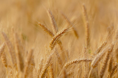 Imagen de recurso de un campo de trigo