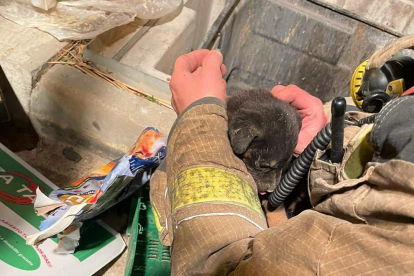 El bombero sacando el perrito del contenedor