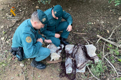 Dos agents de la Guàrdia Civil amb el material i la fura comissada a dos caçadors furtius de conills a Aldover.