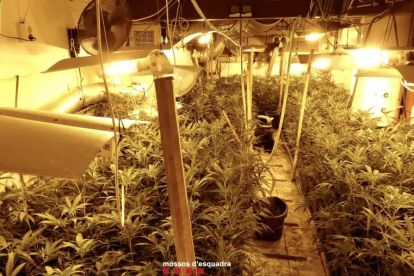 Plantació de marihuana al domicili del detingut.