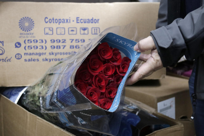 Detall de roses arribades d'Ecuador per a la seva venda durant la diada de Sant Jordi.