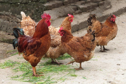 Los animales afectados sueño gallinas y gallos de indio.