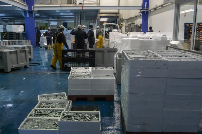 El pescado|pez se conserva en cámaras de refrigeración.