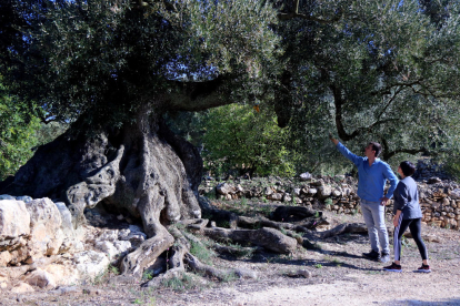 Lluís Porta i Maria José Beltran observen una de les oliveres monumentals de l'Arion, a Ulldecona.