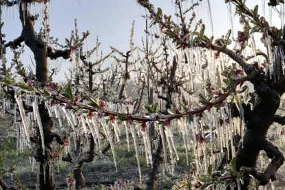 Imatges dels fruiters del Segrià amb les flors cobertes de gel a l'abril.