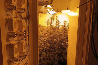 Imatge de les 230 plantes de marihuana que han estatcomissades a Reus.