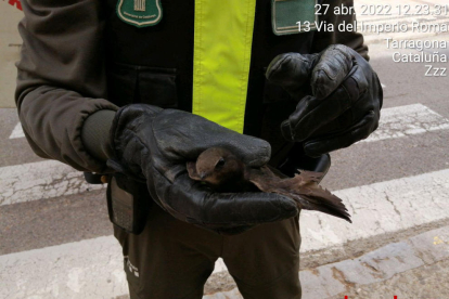 Imagen de las golondrinas rescatadas.