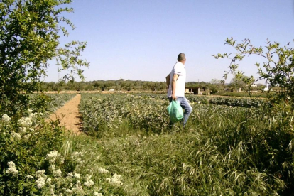 Imatge dels furts en finques agrícoles de Torredembarra.