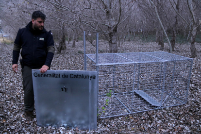 Un agent de caça mostra la gàbia instal·lada als Ullals de Baltasar.