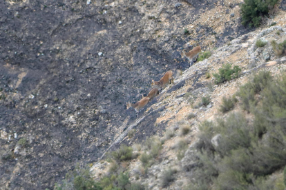 Tres exemplars de cabra salvatge, al seu pas pel Parc Natural del Montsant