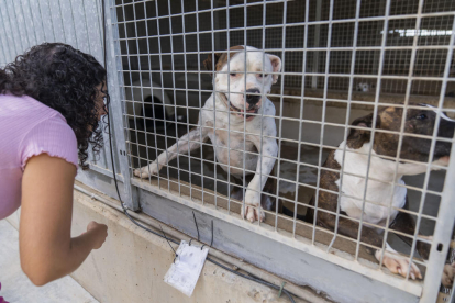 Imatge d'arxiu de gossos en una de les gàbies que hi ha a la Protectora d'Animals de Tarragona.