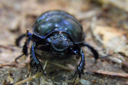 Imagen de un escarabajo del estiércol.