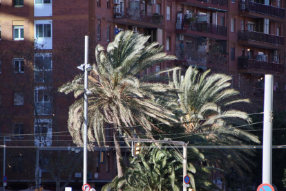Unas palmeras sacudidas por el fuerte viento.