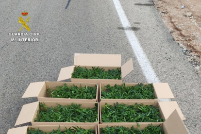 Los agentes descubrieron 1.123 plantas de marihuana de pequeño tamaño en el maletero de un coche en la Bisbal.