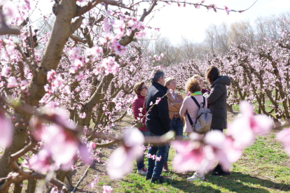 Presentació de la campanya 'Ribera en flor' en un camp d'arbres fruiters florits de Benissanet, a la Ribera d'Ebre.