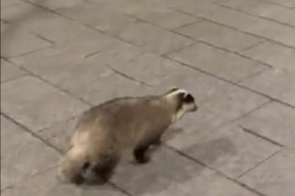 Captura del vídeo on es pot veure l'animal.