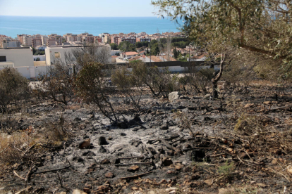 Zona de bosc cremada a Calafell molt a prop de les cases.