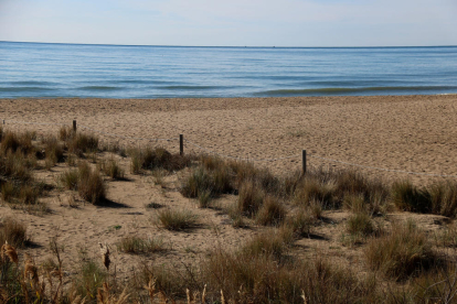 Una de les zones de les platges del Vendrell on es fomentarà la regeneració dunar.