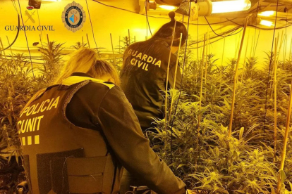 Agentes de la Guardia Civil en el operativo para desmantelar una plantación de marihuana en Cunit.