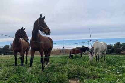 La família Sisniega té quatre cavalls a la finca, dos dels quals estaran a disposició dels alumnes.