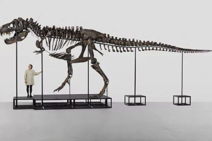 'Trinity', el tiranosaure rex que ha estat subhastat.KOLLER AUCTION HOUSE