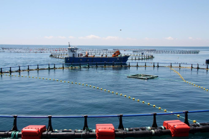 La empresa de l'Ametlla de Mar quiere incrementar un 50% la capacidad de entrada de pescado, hasta las 3.750 toneladas anuales