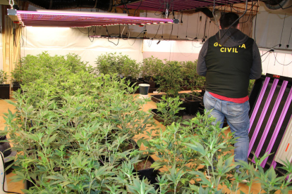 Un agente de la Guardia Civil en Calafell en uno de los puntos del operativo en el que se ha desarticulado una plantación de marihuana.